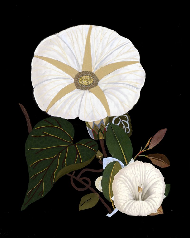  da giovanna nicolo