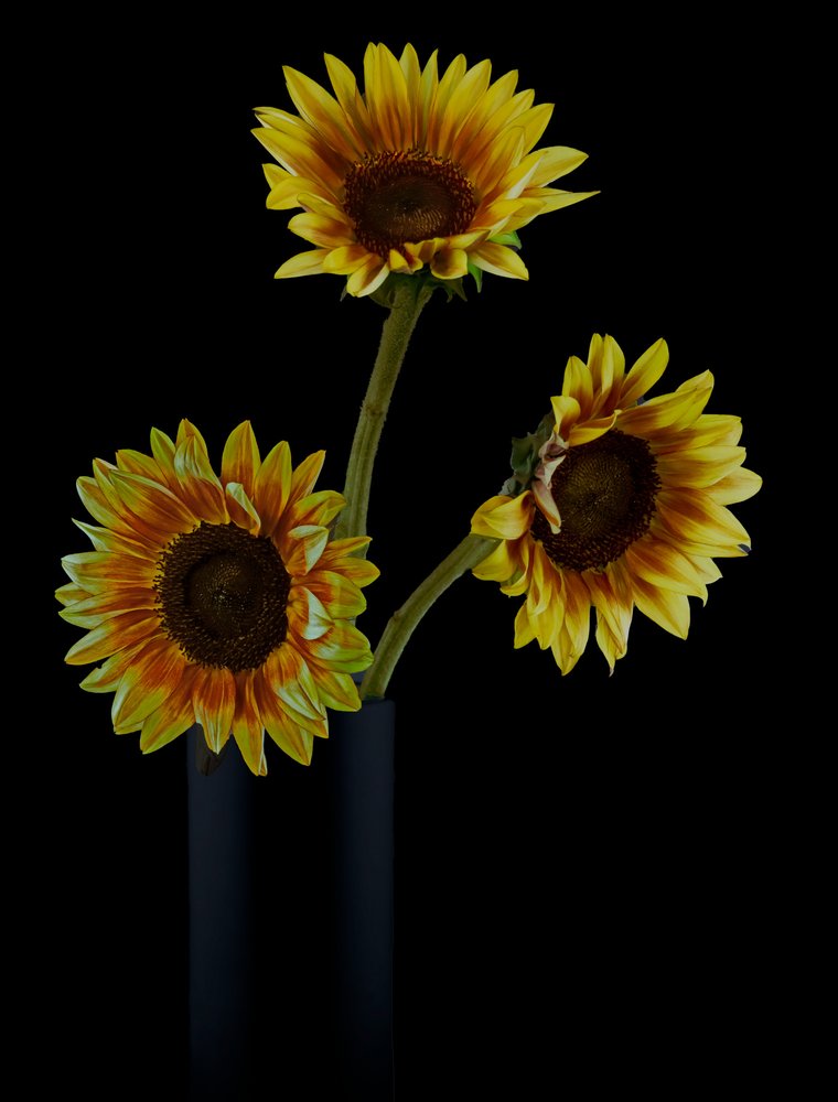 Composizione floreale con girasoli dorati da jlloydphoto