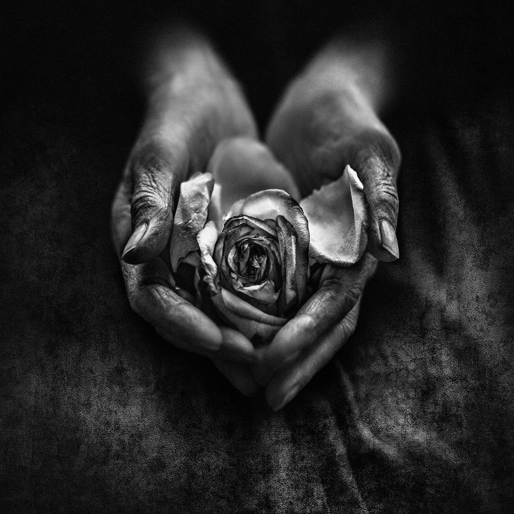 Una rosa appassita tra mani anziane da nima.zadshir