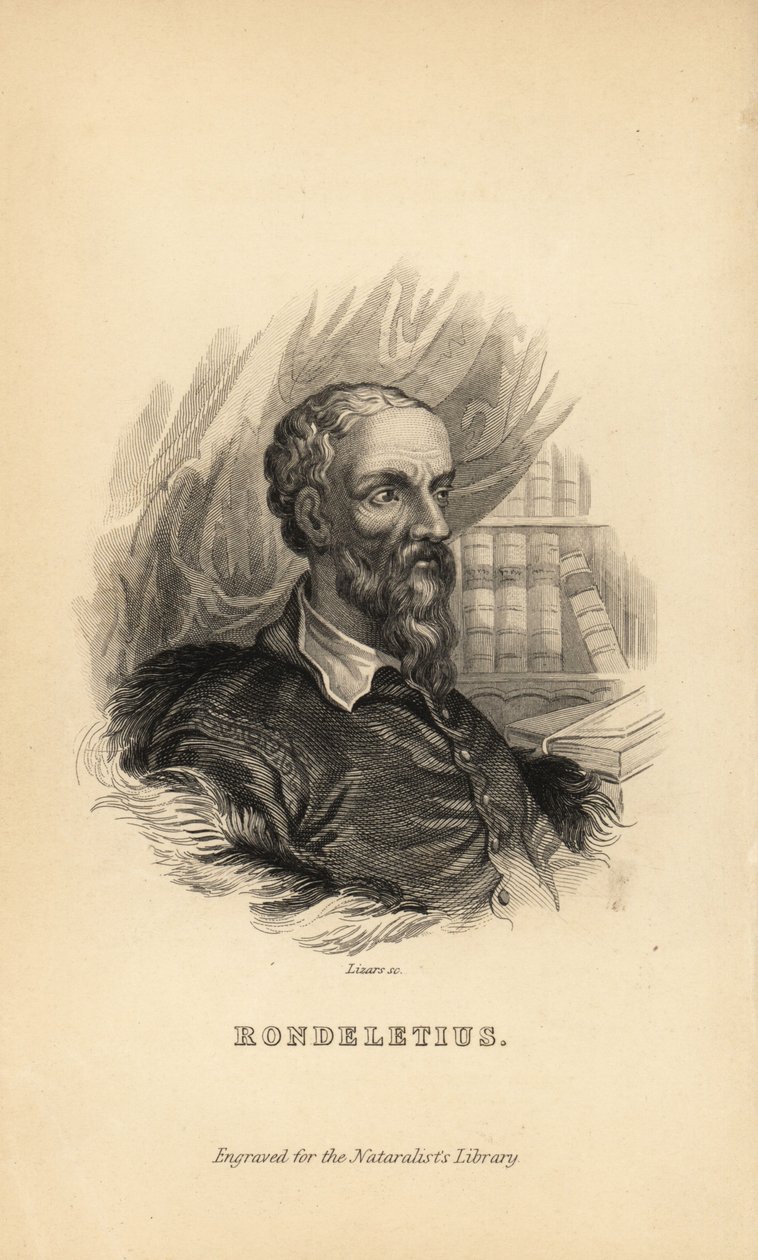 Rondeletius, Guillaume Rondelet, professore di medicina all