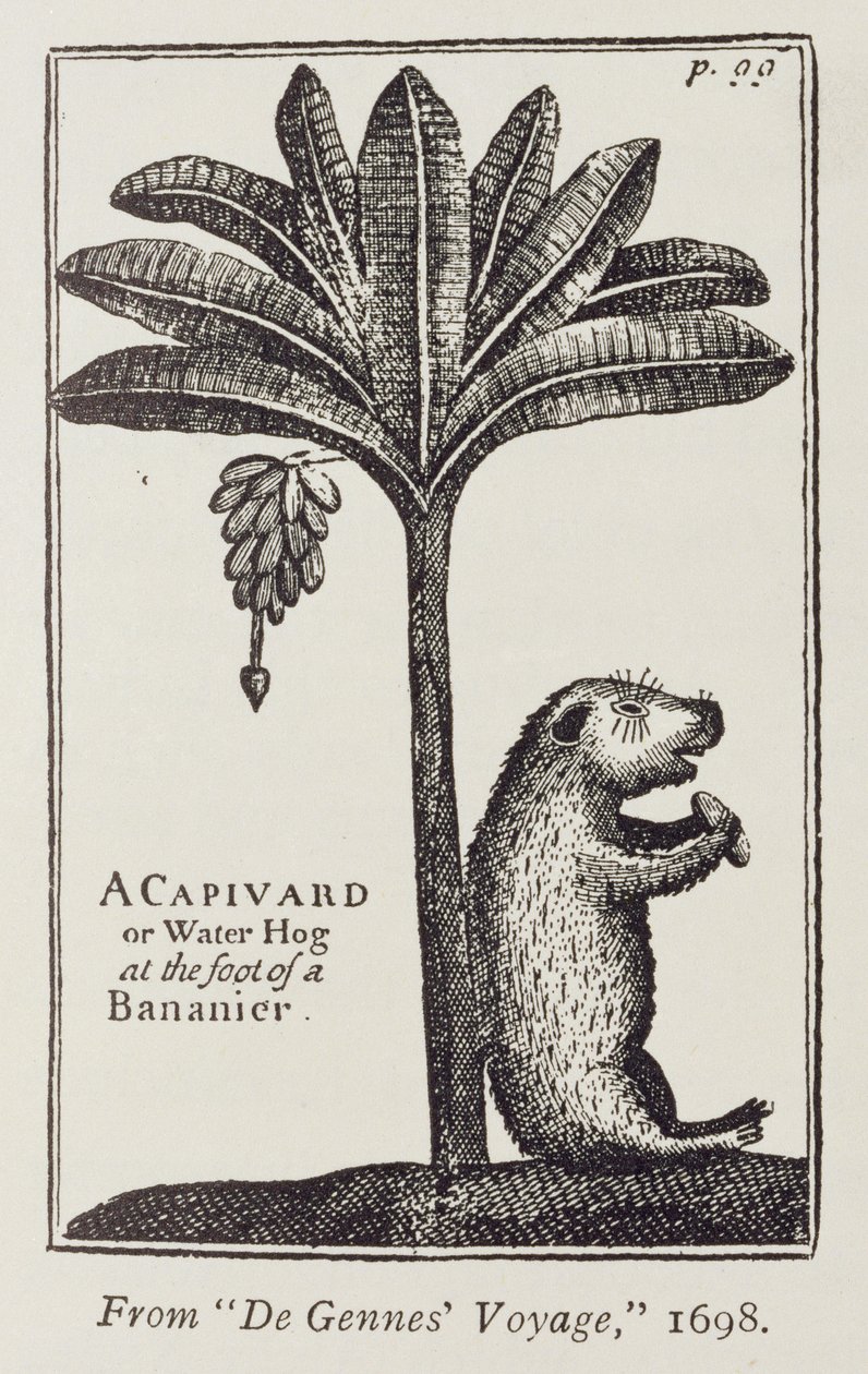 Un capivara o maiale d