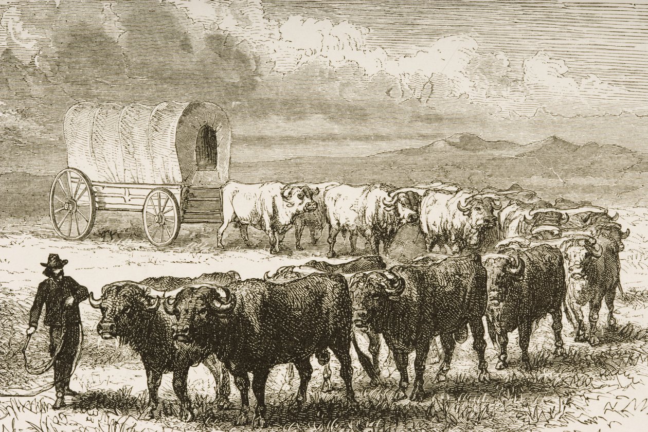 Un carro di buoi attraversa le Grandi Pianure tra St. Louis e Denver, c.1870, da 