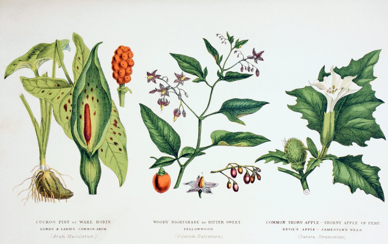 Piante velenose comuni, c.1890 da English School