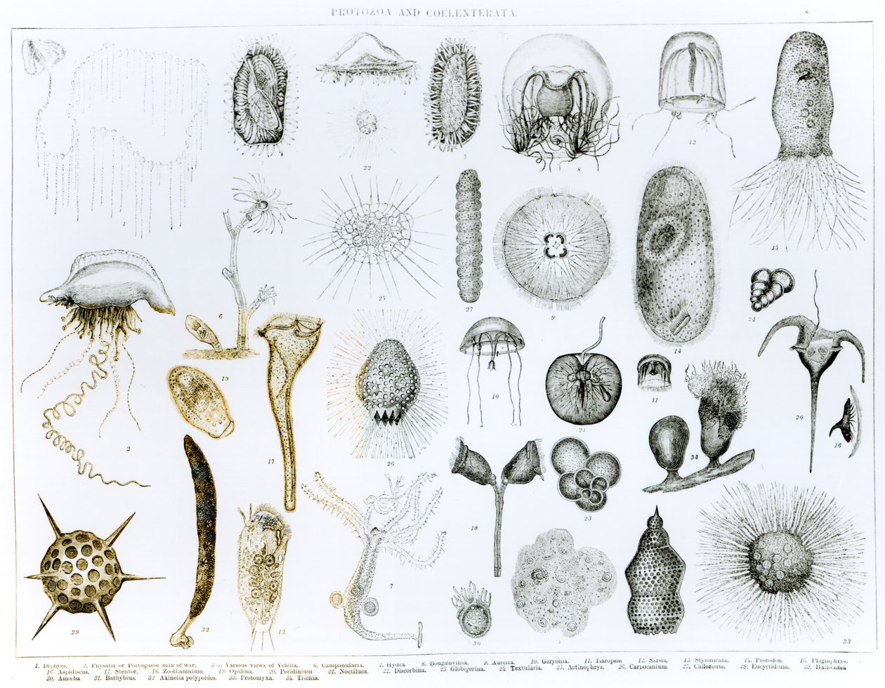 Protozoi e Celenterati (litografia) da English School