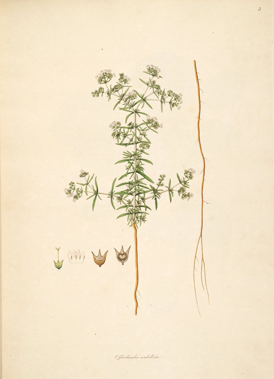Illustrazione di Oldenlandia umbellata, Rubiaceae da anonymus