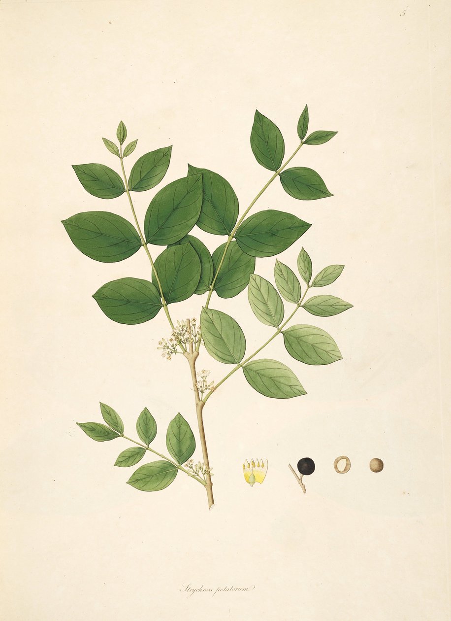 Illustrazione di Strychnos potatorum, Loganiaceae da anonymus