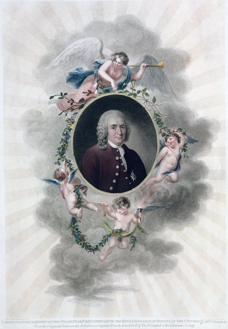 Carolus Linnaeus (1707-78), Cavaliere della Stella Polare, Primo Medico del Re, Professore di Botanica all