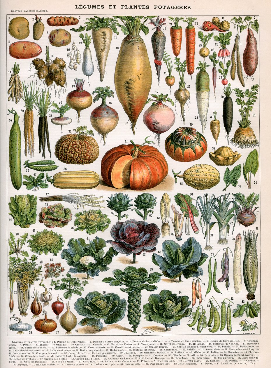 Illustrazione di varietà vegetali, c.1905-10 da (after) Alillot
