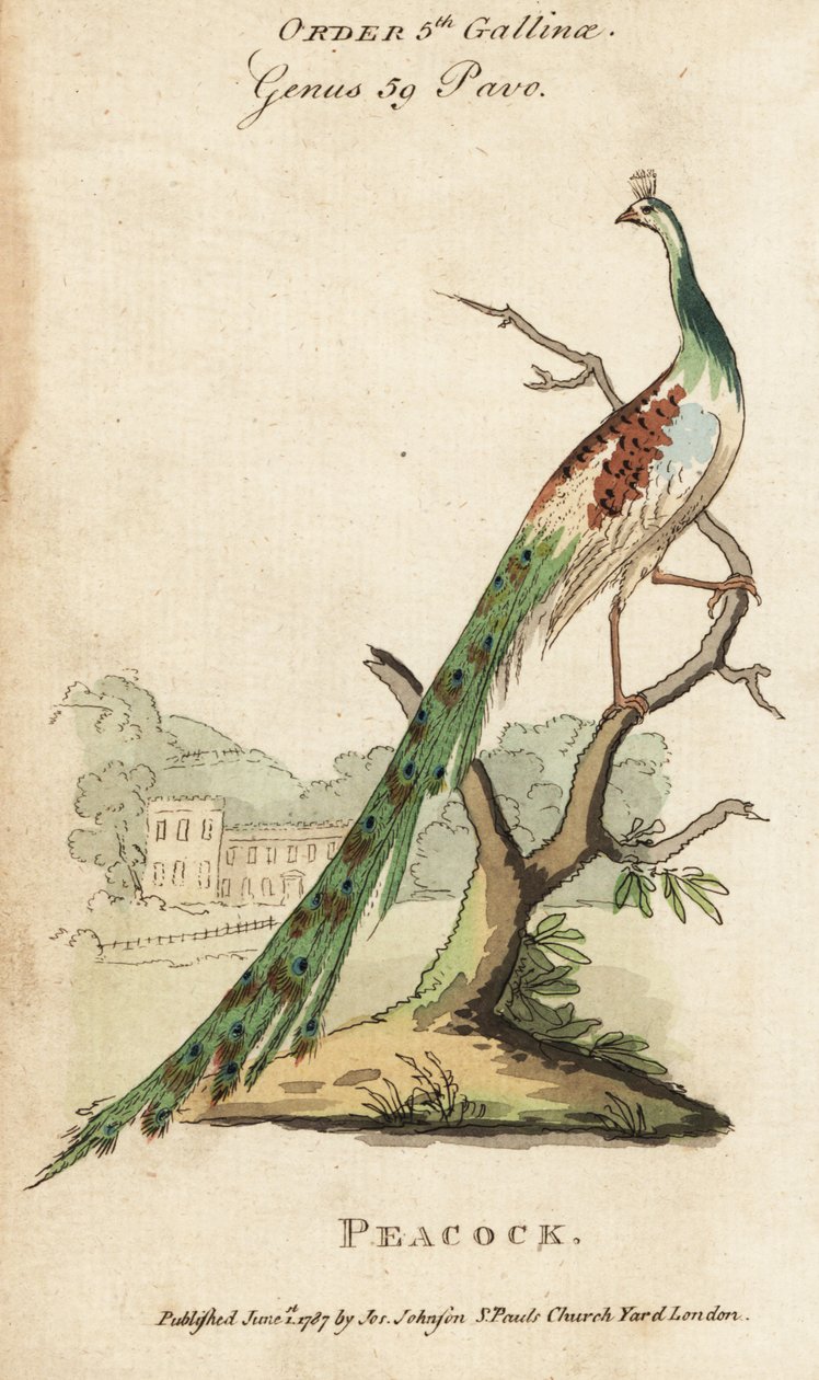 Pavone indiano, Pavo cristatus da (after) English School