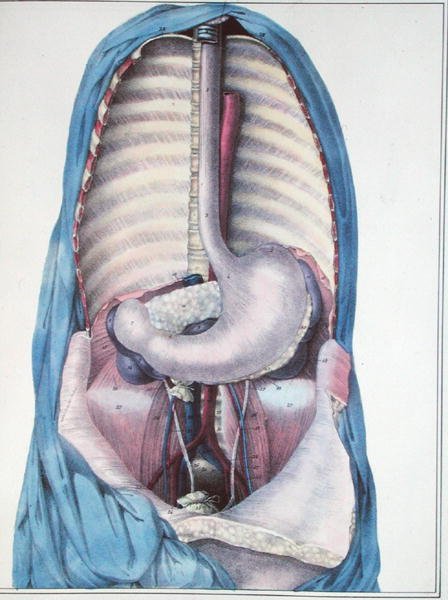 Anatomia dell