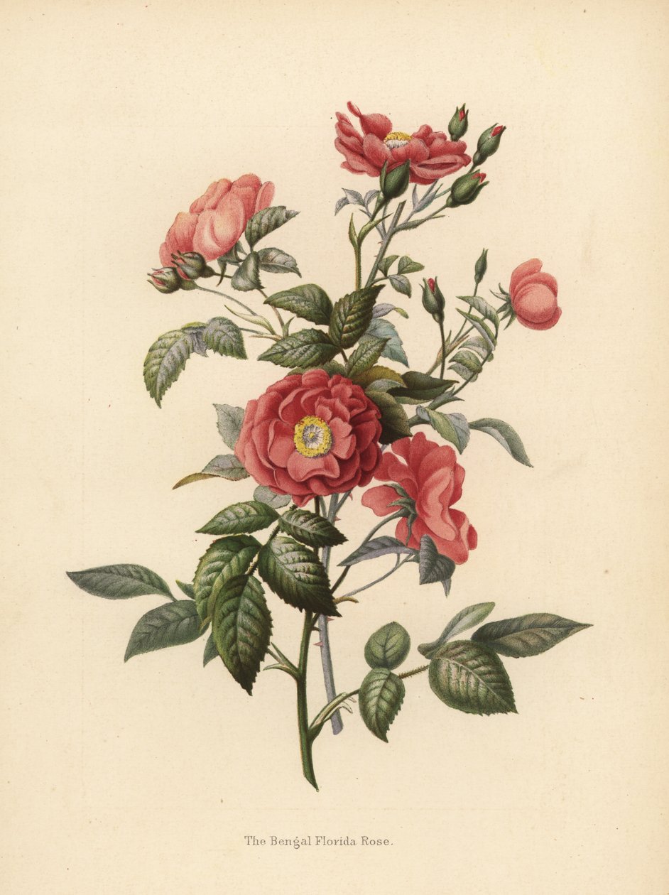 Rosa della Florida del Bengala, Rosa chinensis da Unknown