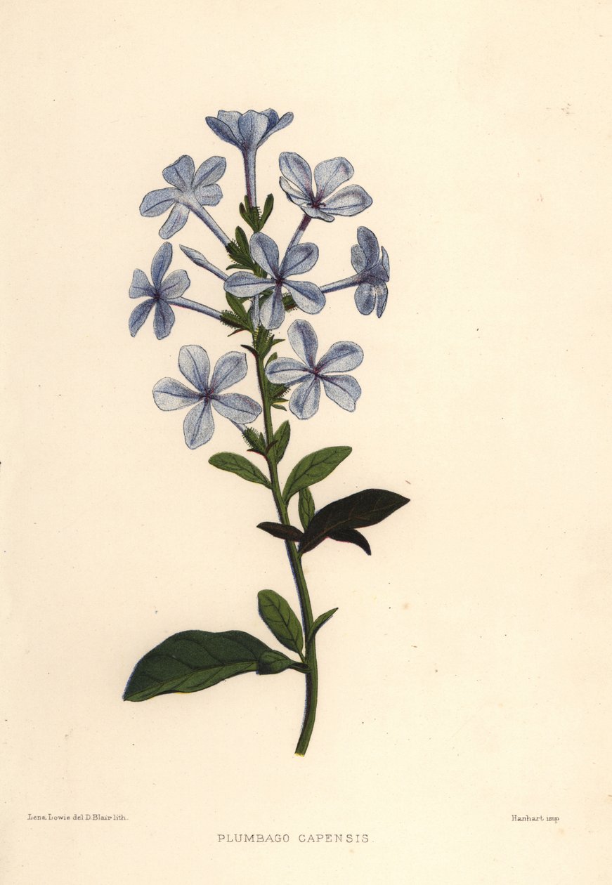 Plumbago azzurro o piombaggine del Capo, Plumbago auriculata (Plumbago capensis) da Unknown