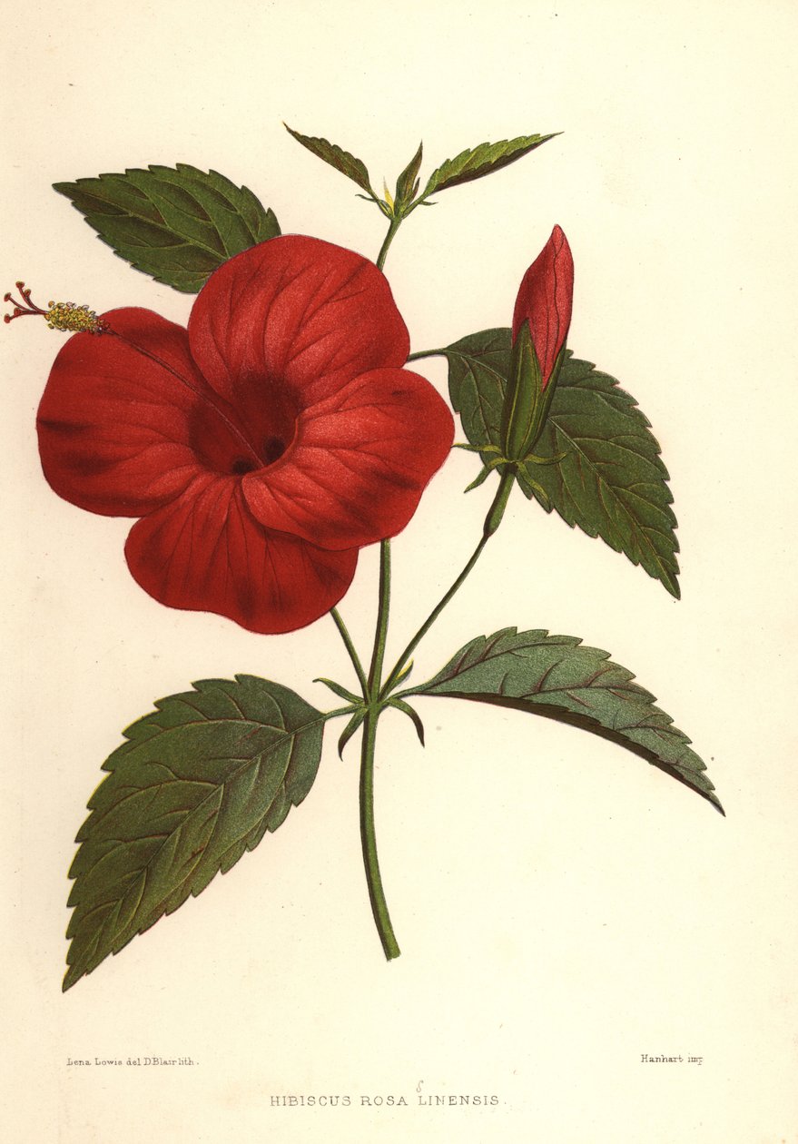 Ibisco cinese, Hibiscus rosa-sinensis da Unknown