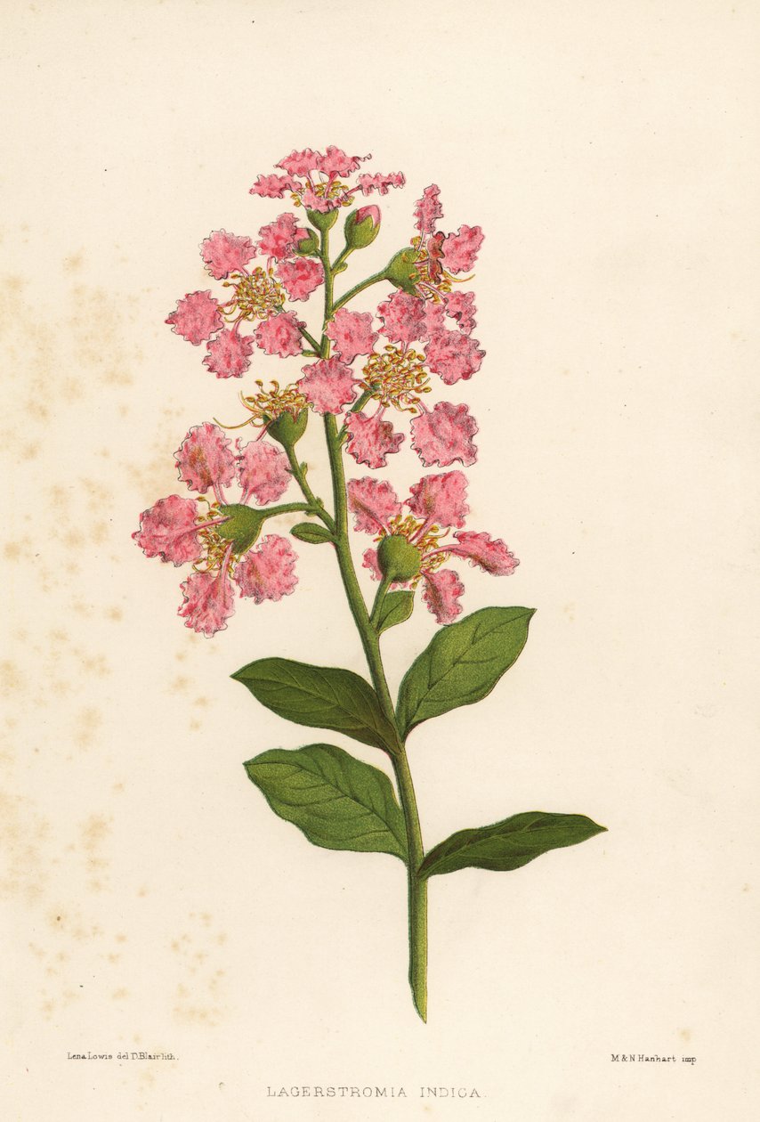 Mirto crespo, Lagerstroemia indica da Unknown