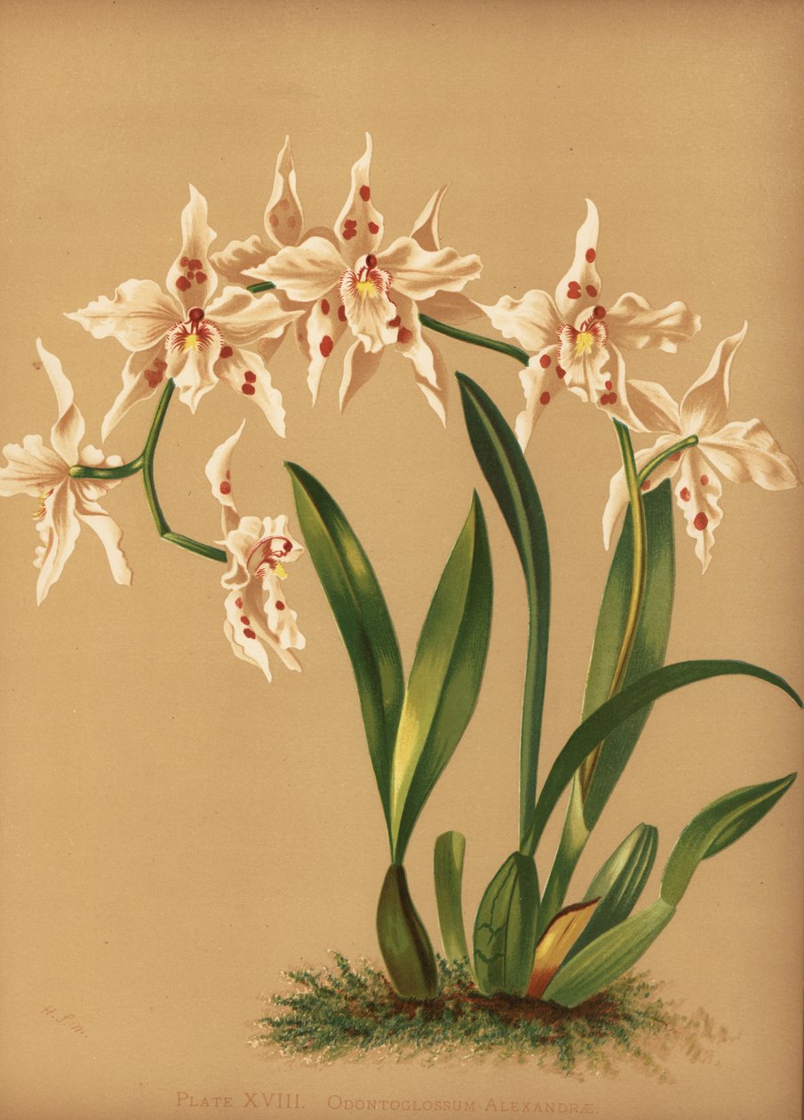 Orchidea ballerina, Oncidium alexandrae da Unknown