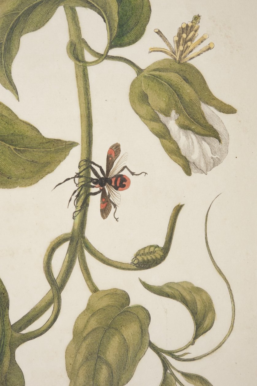 (dettaglio) Tavola XXI da Metamorphosis Insectorum Surinamensium di Maria Sibylla Merian, 1705 da Unknown