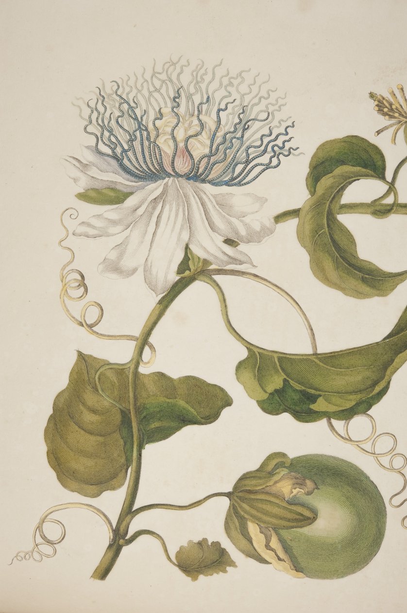 (dettaglio) Tavola XXI da Metamorphosis Insectorum Surinamensium di Maria Sibylla Merian, 1705 da Unknown