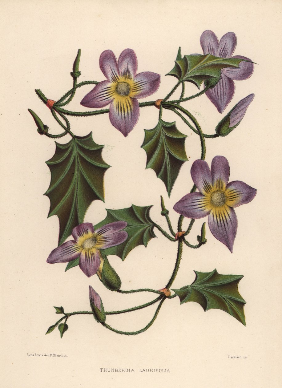 Thunbergia laurifolia da Unknown