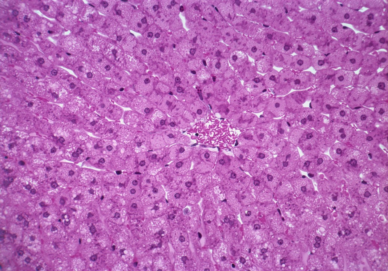 Cellule epatiche da Unknown