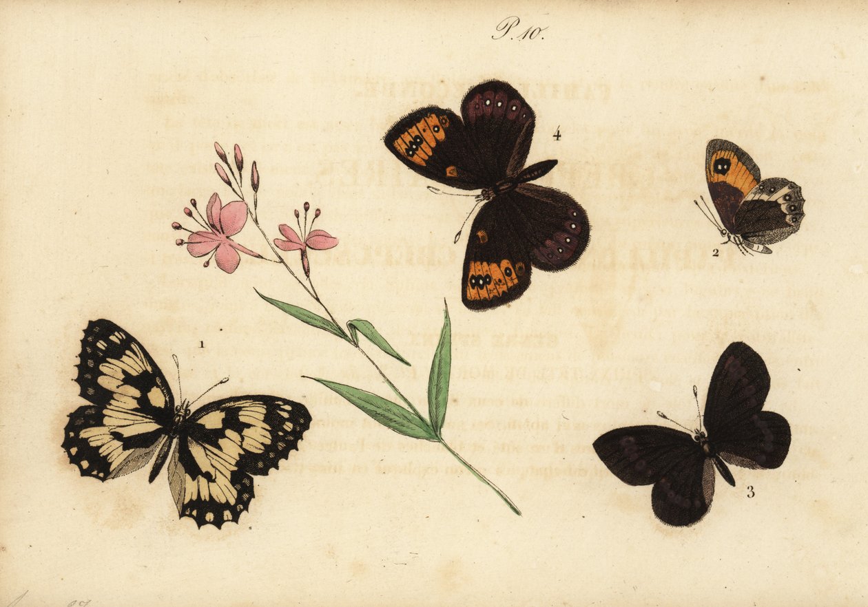 Farfalla bianca marmorizzata, Melanargia galathea, e altre da Unknown