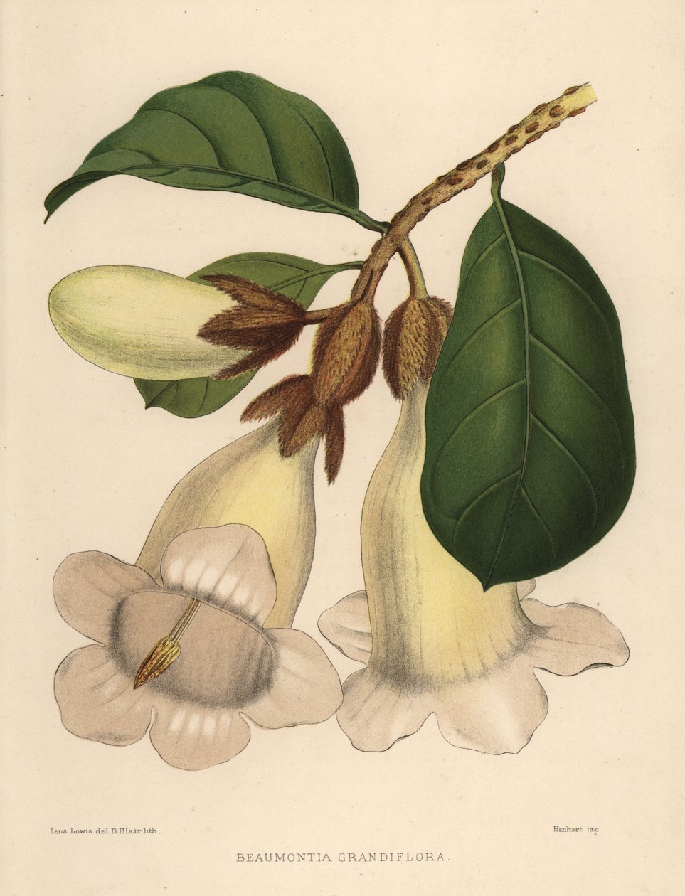 Fiore di tromba del Nepal o tromba degli araldi, Beaumontia grandiflora da Unknown