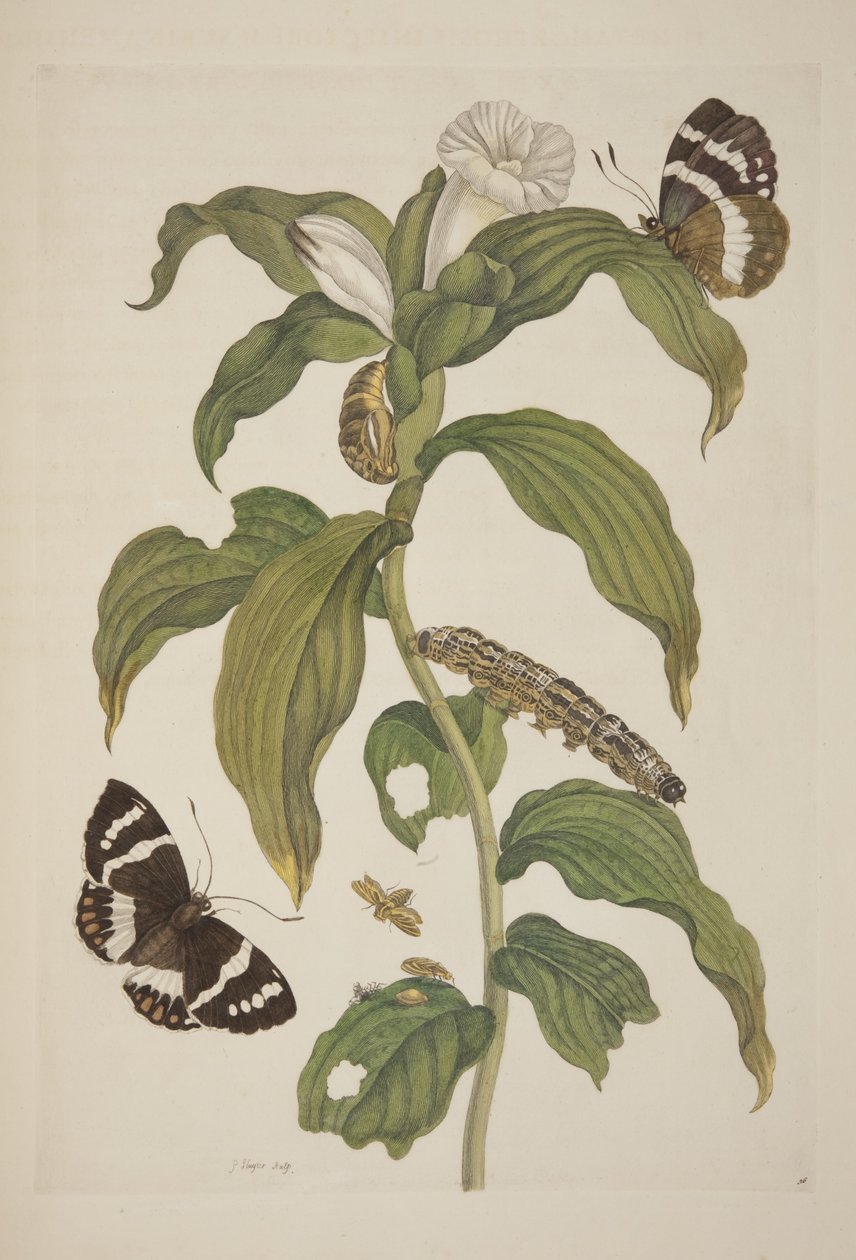 Tavola XXVI da Metamorphosis Insectorum Surinamensium di Maria Sibylla Merian, 1705 da Unknown