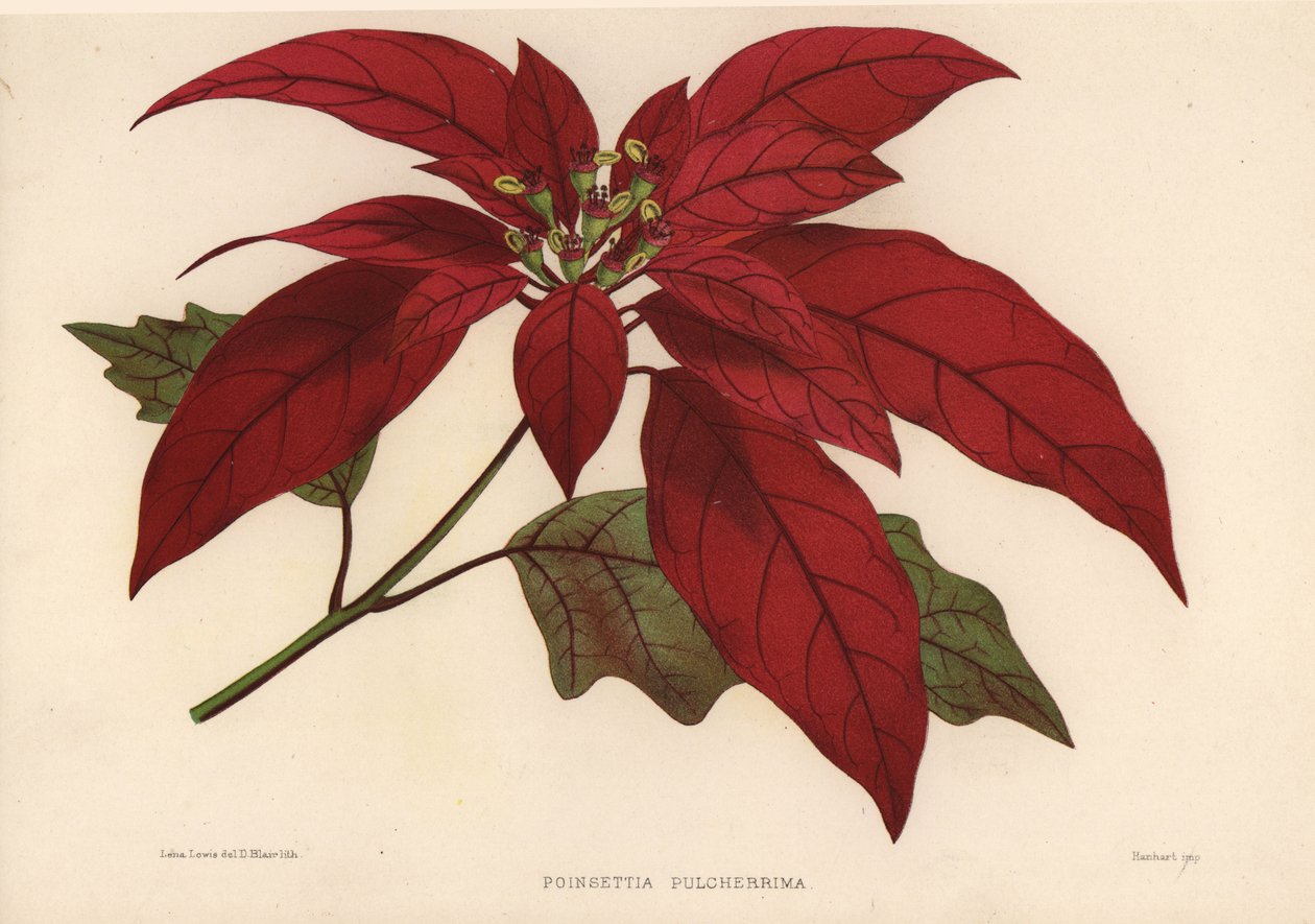 Euphorbia pulcherrima (Poinsettia pulcherrima) da Unknown