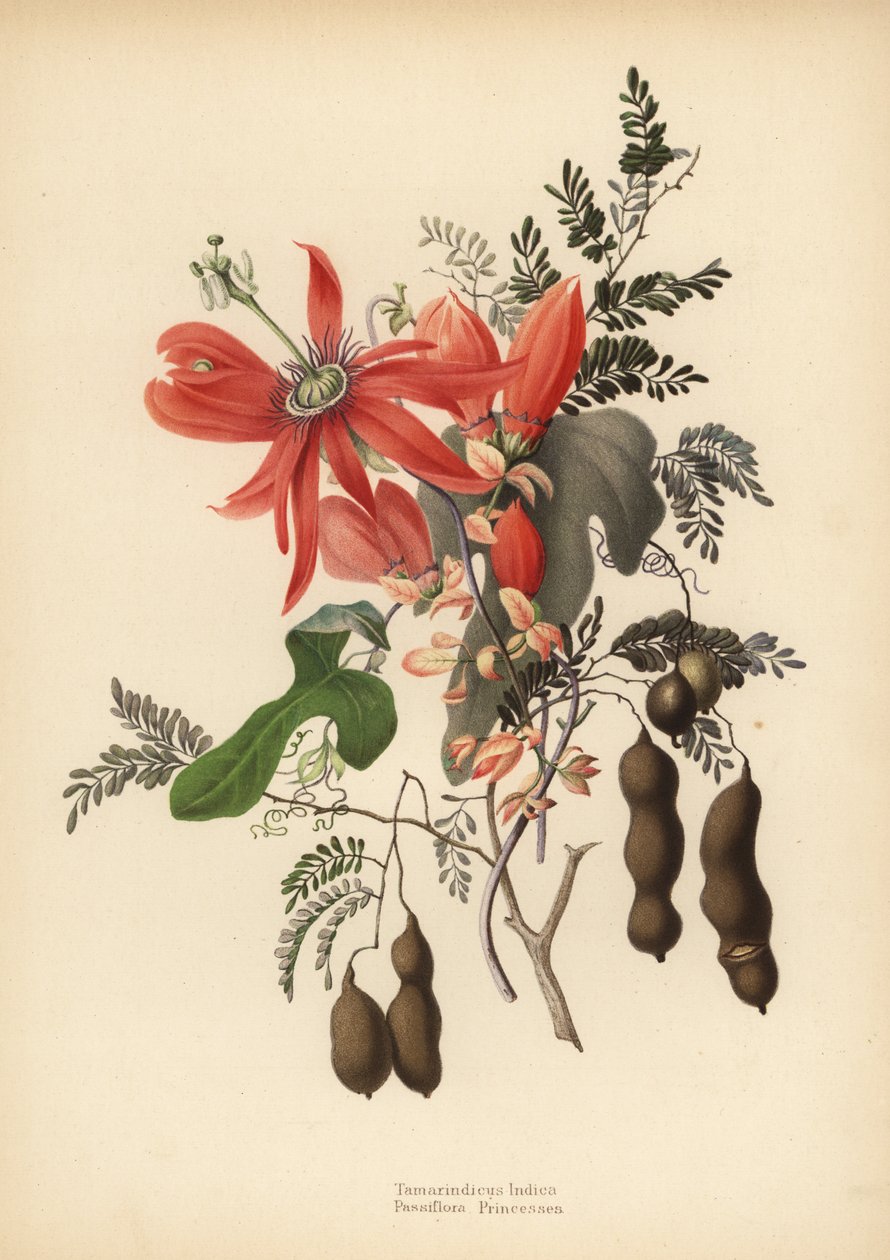 Tamarindo, Tamarindus indica, e passiflora rossa, Passiflora racemosa da Unknown