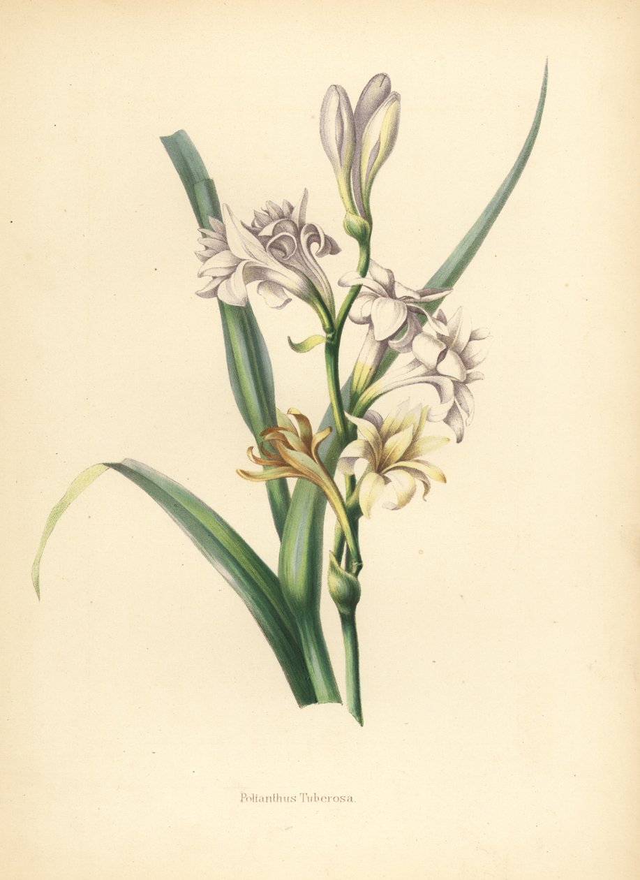 Tuberosa, Polianthes tuberosa da Unknown