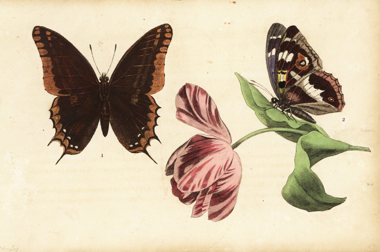 Farfalla pasha a due code, Charaxes jasius, e altre da Unknown
