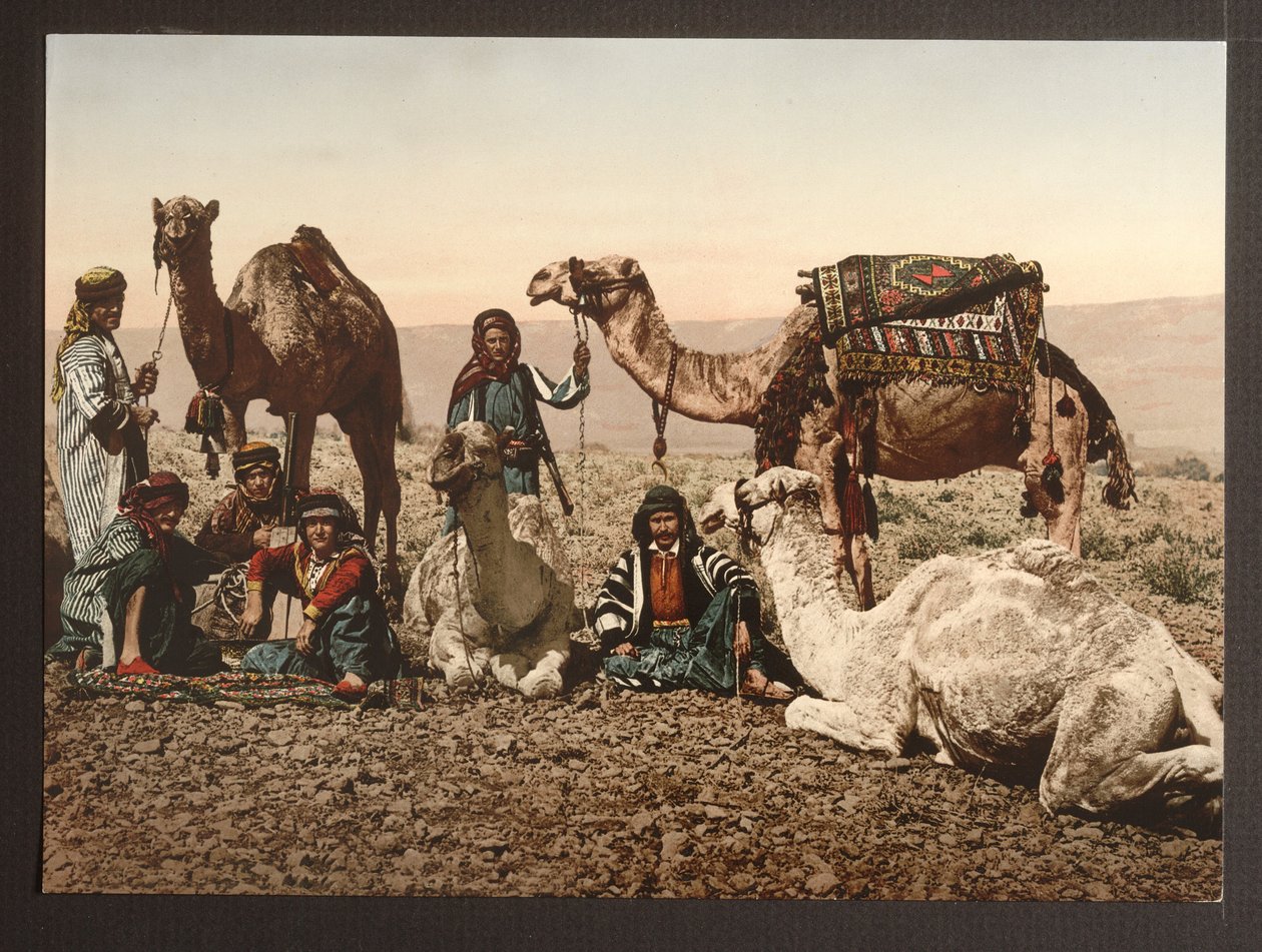 Carovana di cammelli nel deserto a riposo, pub. 1895 da American Photographer