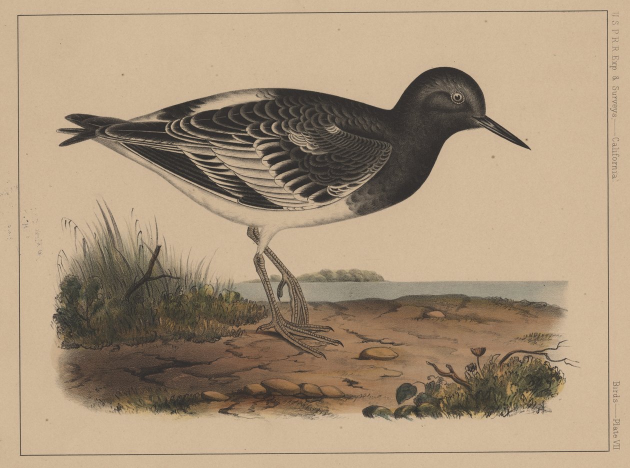Uccelli, Tavola VII da American School