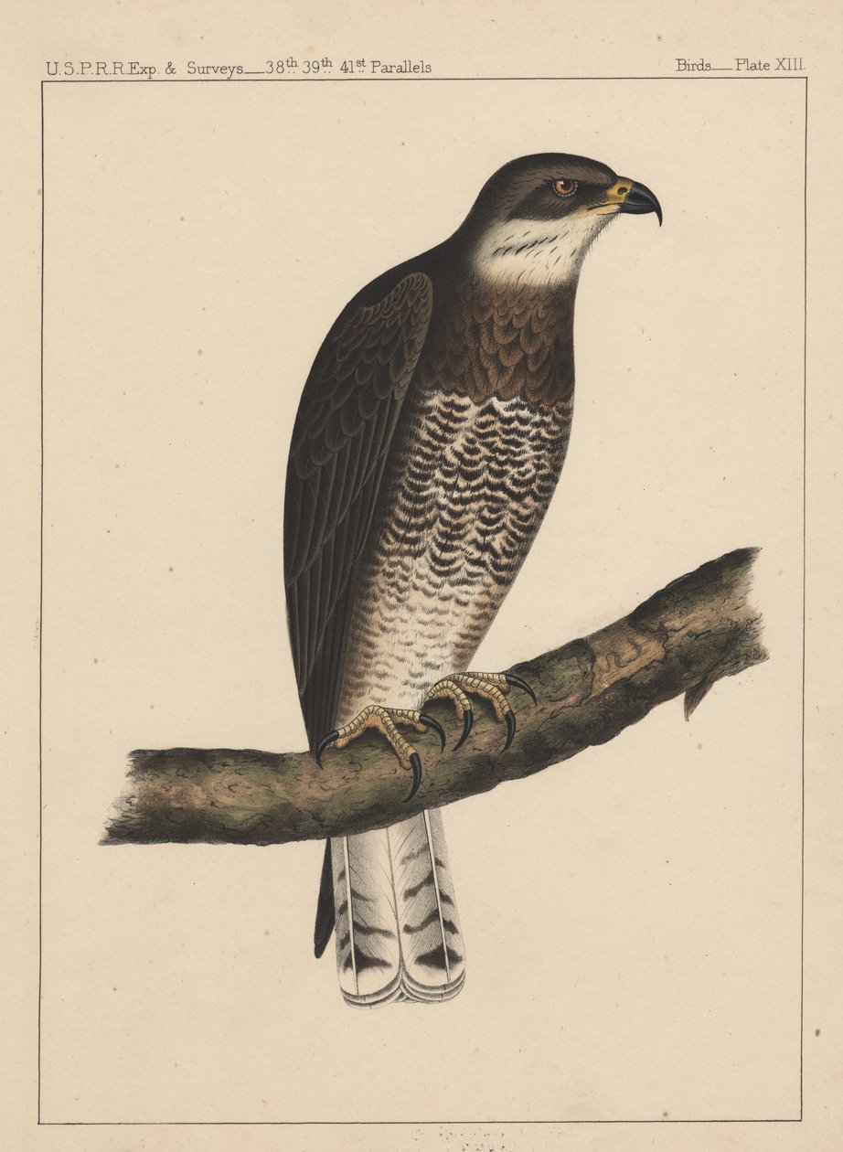 Uccelli, Tavola XIII da American School