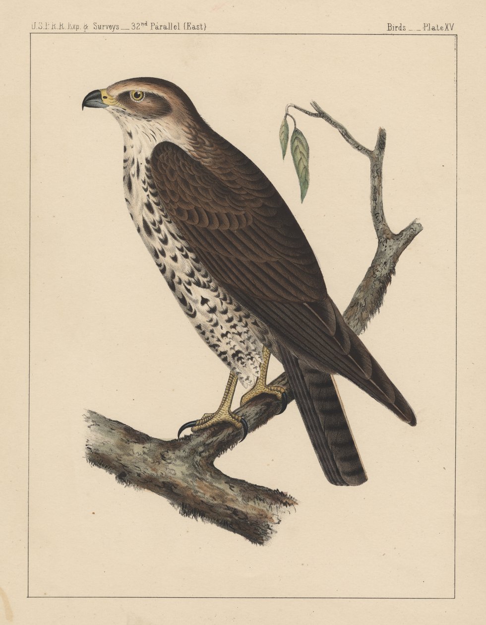 Uccelli, Tavola XV da American School