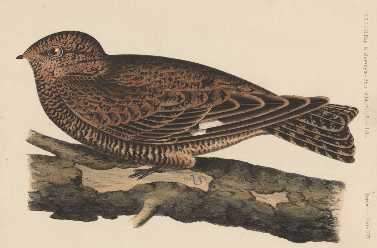 Uccelli, Tavola XVII da American School