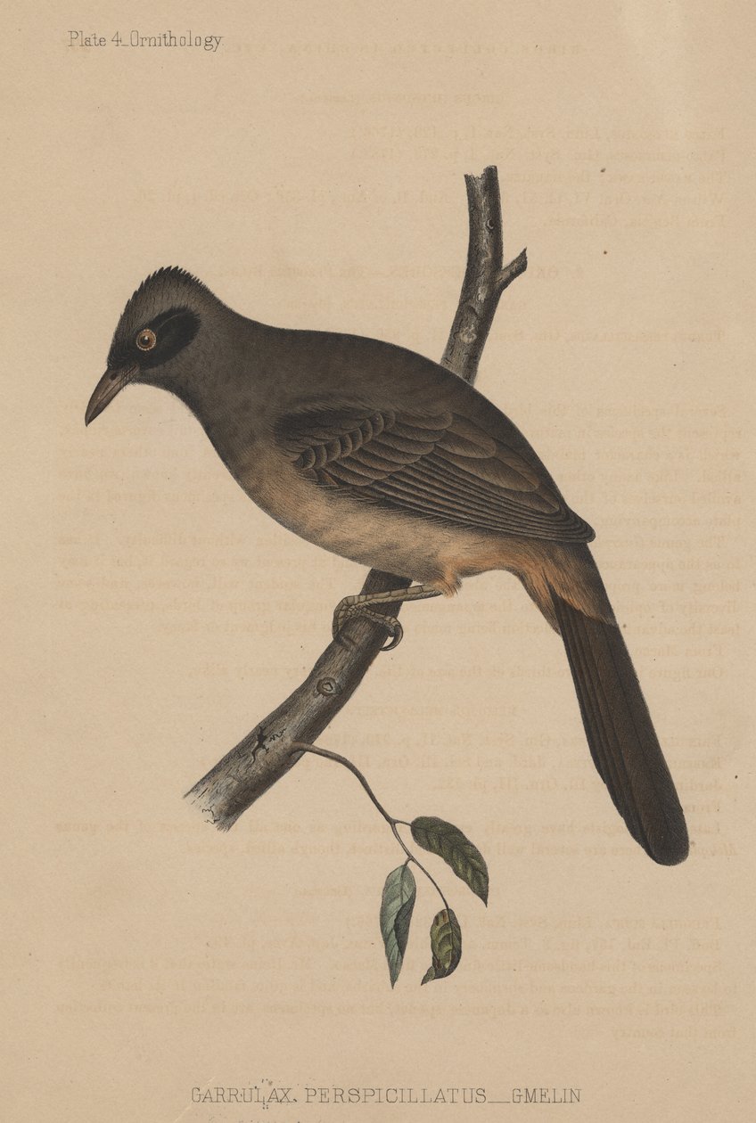 Garrulax Perspicillatus (Gmelin) da American School