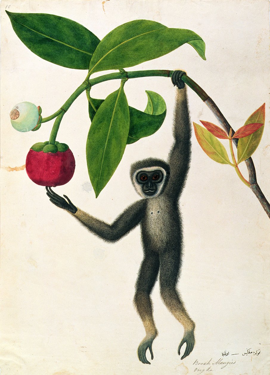 Gibbone agile o gibbone dalle mani nere, da Disegni di animali, insetti e rettili di Malacca, c.1805-18 da Chinese School