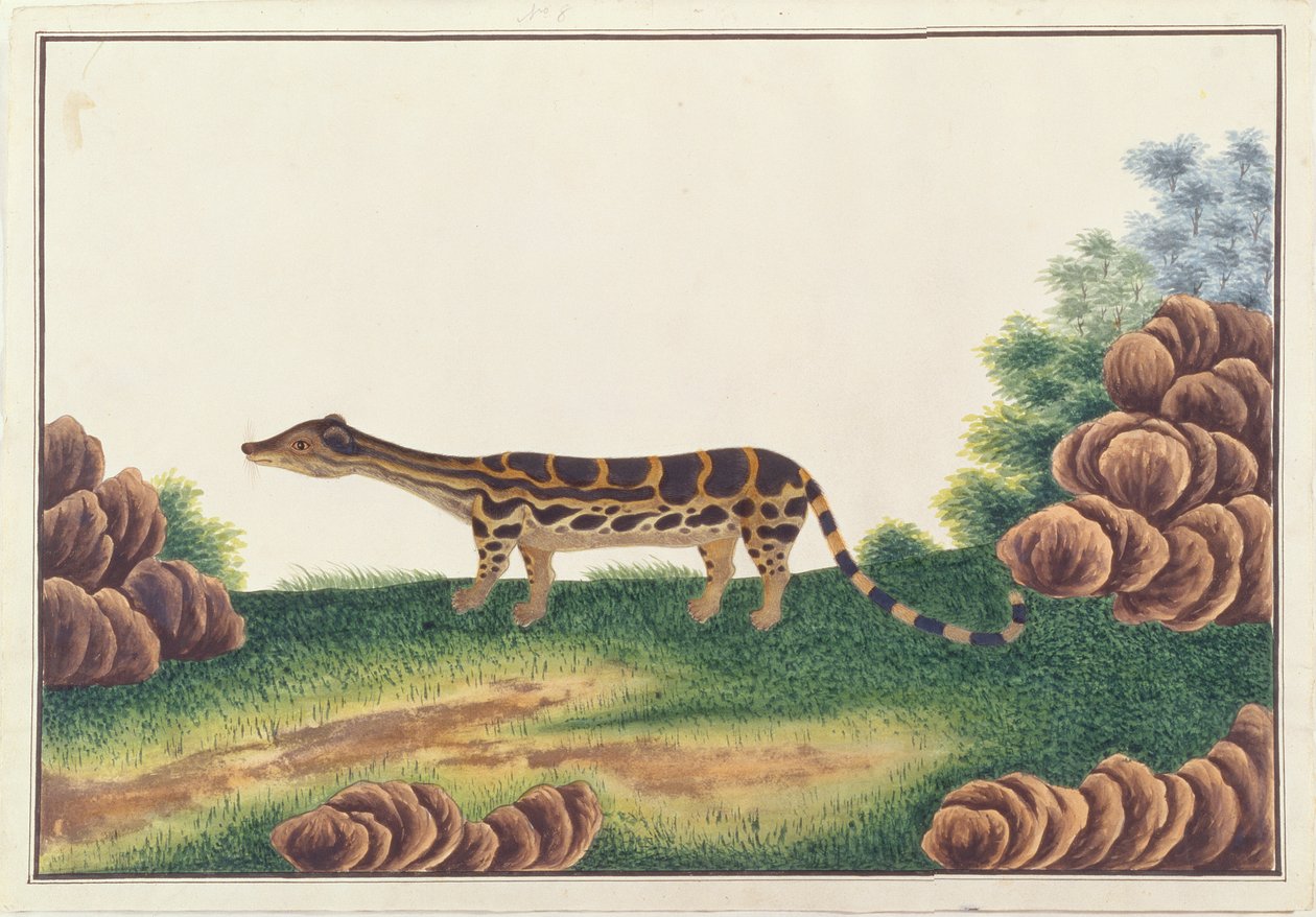 Linsang fasciato, da Disegni di animali, insetti e rettili di Malacca, c.1805-18 da Chinese School