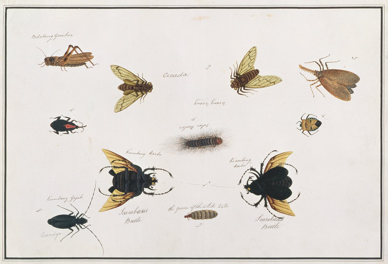 Bilalang Gambur, Cicala, Koombang Kerbo, Koombang Gajah, Scarabeo, Ucanucang, da Disegni di animali, insetti e rettili di Malacca, c.1805-18 da Chinese School
