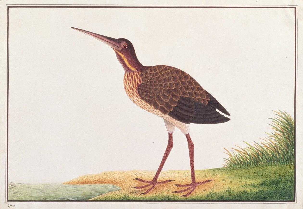 Airone nero, da Disegni di uccelli di Malacca, c.1805-18 da Chinese School