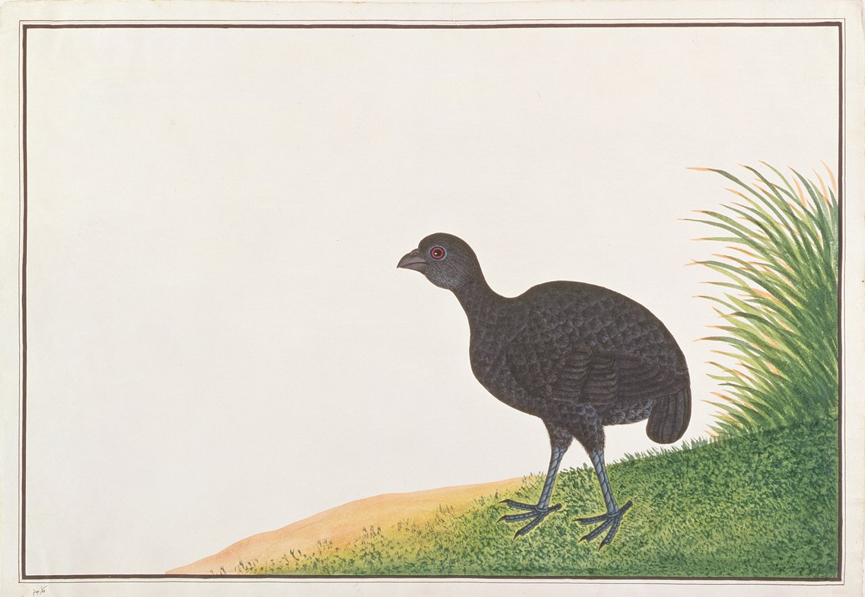 Pernice Nera, da Disegni di Uccelli di Malacca, c.1805-18 da Chinese School