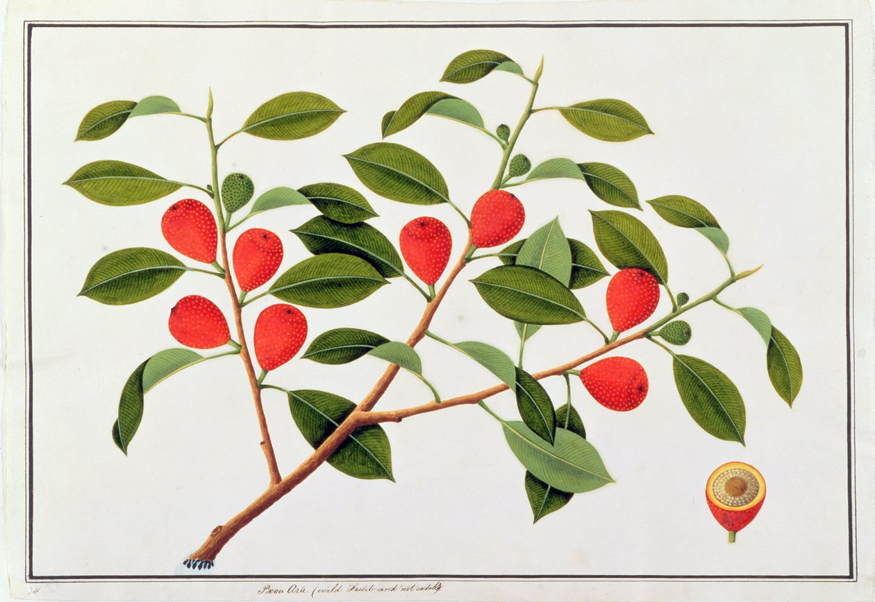 Booa Ara, frutto selvatico non commestibile, da Disegni di Piante di Malacca, c.1805-18 da Chinese School