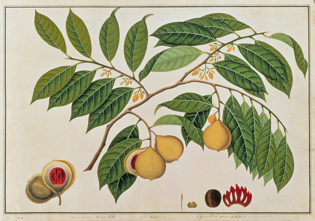 Booa Palla o Noce Moscata, da Disegni di Piante di Malacca, c.1805-18 da Chinese School