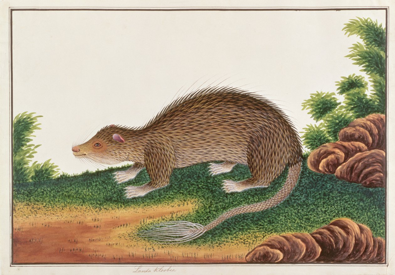 Istrice dalla coda a spazzola, da Disegni di animali, insetti e rettili di Malacca, c.1805-18 da Chinese School