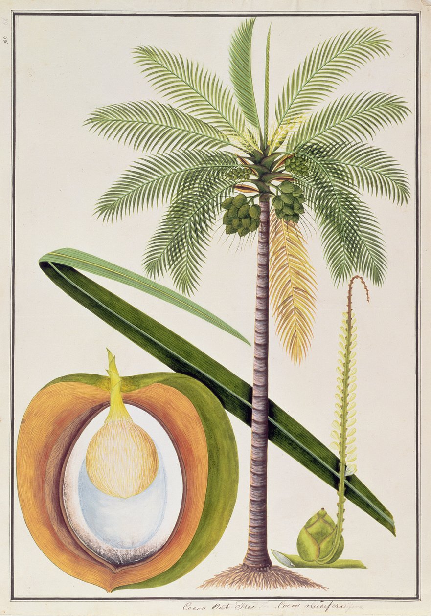 Albero di Cocco, da Disegni di Piante di Malacca, c.1805-18 da Chinese School