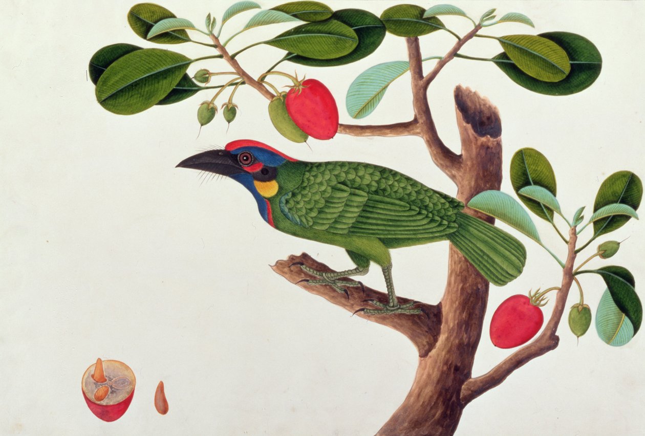 Uccello Esotico, da Disegni di Uccelli di Malacca, c.1805-18 da Chinese School