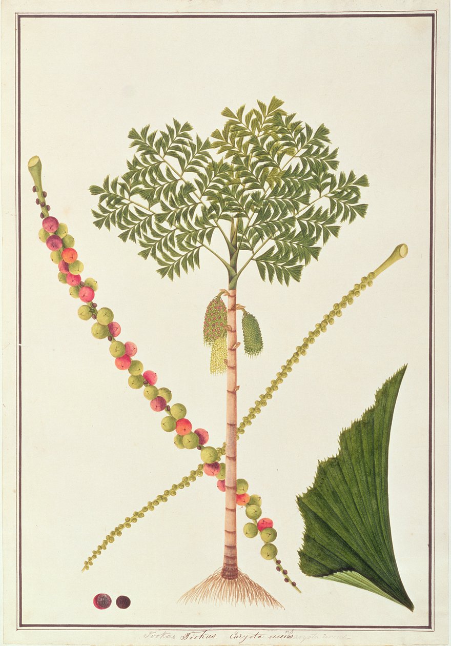 Palma a Coda di Pesce, da Disegni di Piante di Malacca, c.1805-18 da Chinese School