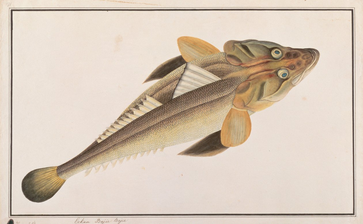 Pesce piatto, da Disegni di pesci di Malacca, c.1805-18 da Chinese School