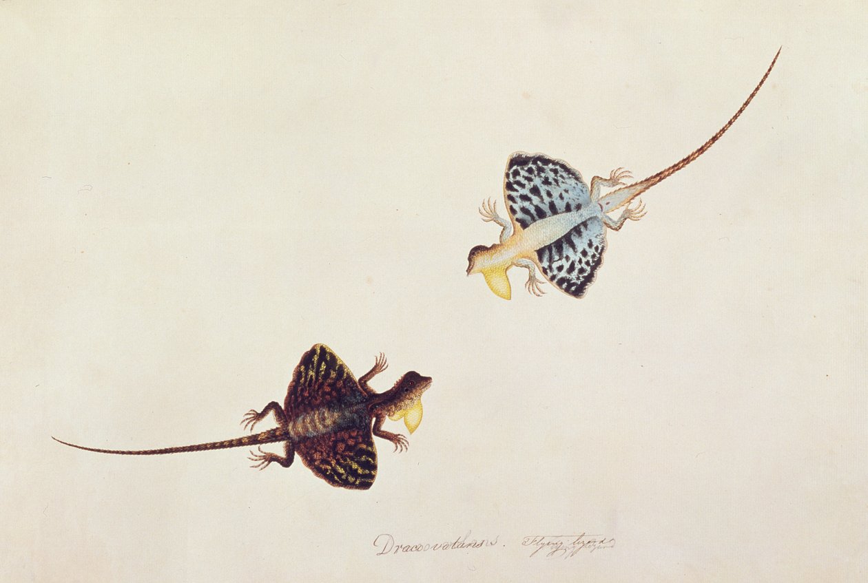 Drago volante, Draco volans, Soompah Soompah, da Disegni di animali, insetti e rettili di Malacca, c.1805-18 da Chinese School