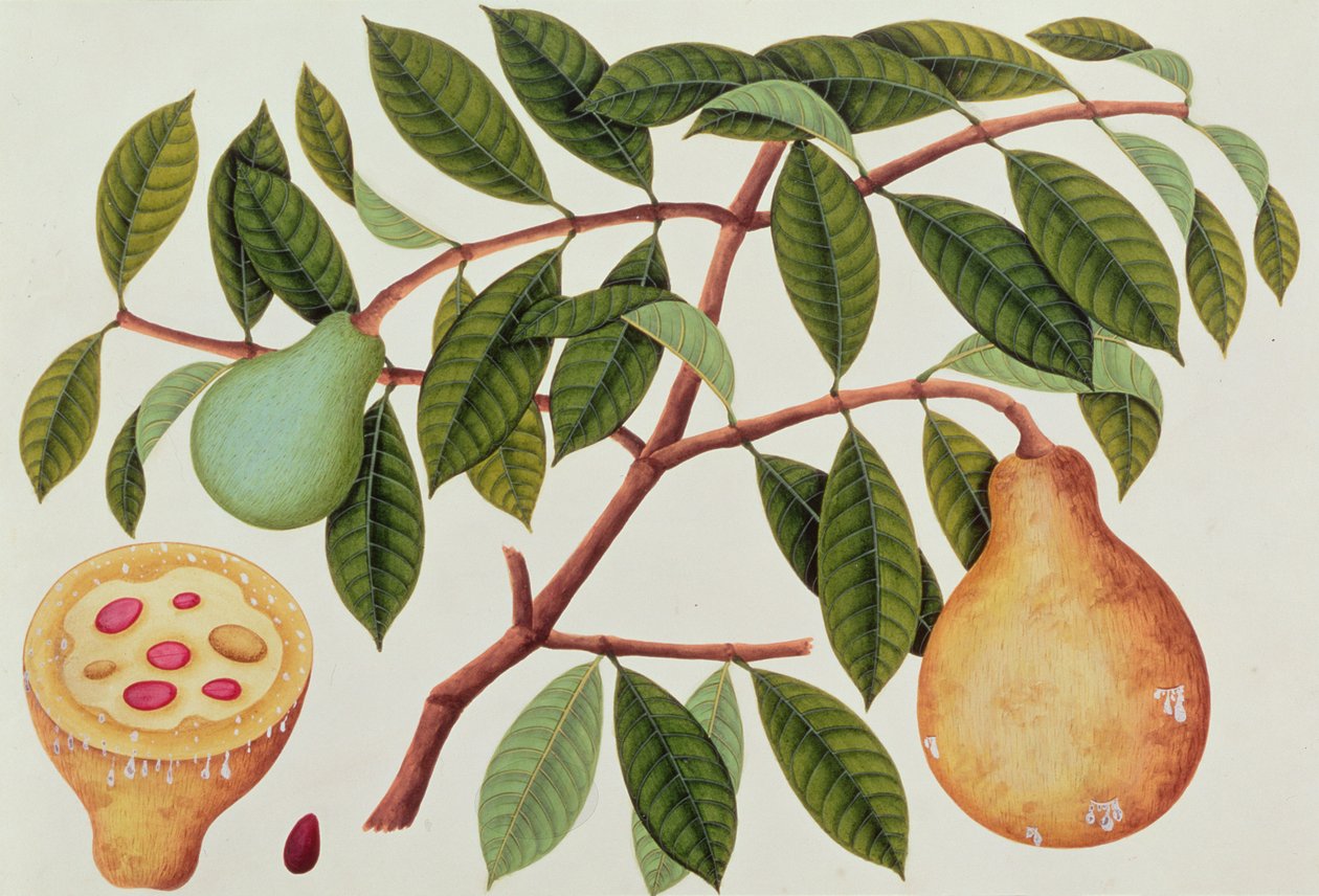 Frutta, da Disegni di Piante di Malacca, c.1805-18 da Chinese School